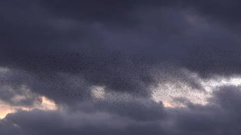 Birds flying in large flock on migration murmuration in the sky 4K Stock Footage 283787124
