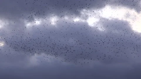 Birds flying in large flock on migration murmuration in the sky 4K Stock-Footage 283787778