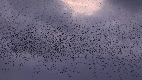 Birds flying in large flock on migration murmuration in the sky 4K Видео 283789014