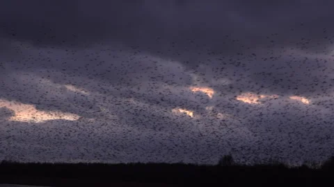 Birds flying in large flock on migration murmuration in the sky 4K Stockbeeldmateriaal 283790572