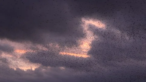 Birds flying in large flock on migration murmuration in the sky 4K Vidéo 283792007