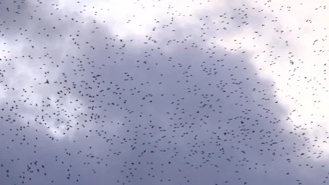 Birds flying in large flock on migration murmuration in the sky 4K Stockbeeldmateriaal 283793008