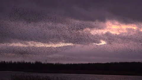 Birds flying in large flock on migration murmuration in the sky 4K Stock Footage 283793313