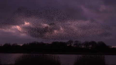 Birds flying in large flock on migration murmuration in the sky 4K Video stock 283806976