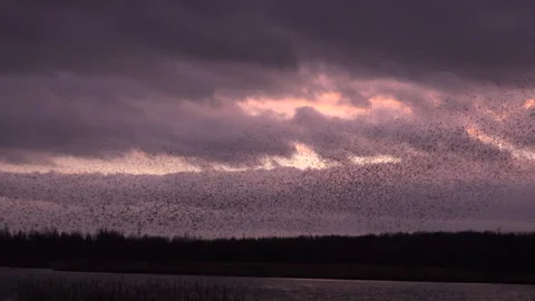 Birds flying in large flock on migration murmuration in the sky 4K Видео 283807262