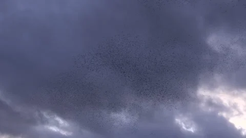 Birds flying in large flock on migration murmuration in the sky 4K Video stock 283807926