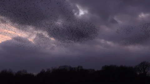 Birds flying in large flock on migration murmuration in the sky 4K Video stock 283812526