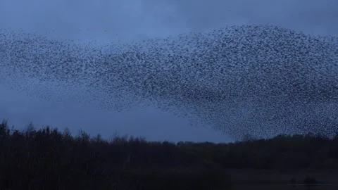 Birds flying in large flock on migration murmuration in the sky 4K Stockbeeldmateriaal 286044562