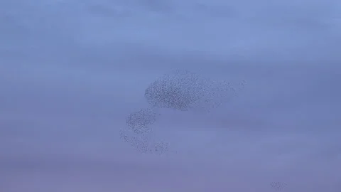 Birds flying in large flock on migration murmuration in the sky 4K 스톡 동영상 286432083