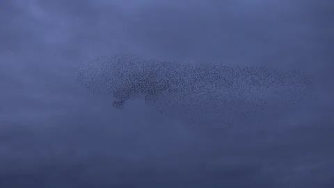 Birds flying in large flock on migration murmuration in the sky 4K Video stock 286435485