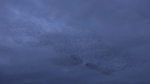 Birds flying in large flock on migration murmuration in the sky 4K Stockbeeldmateriaal 286693604