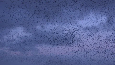 Birds flying in large flock on migration murmuration in the sky 4K 스톡 동영상 286699980