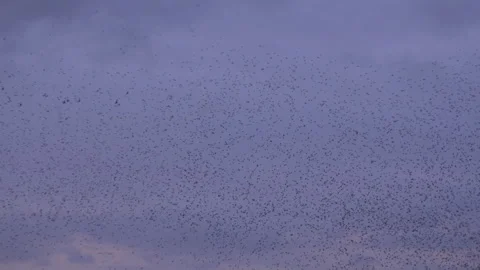 Birds flying in large flock on migration murmuration in the sky 4K Video stock 286701474