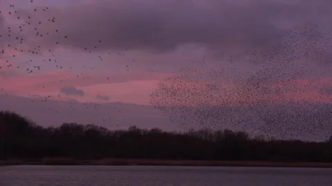Birds flying in large flock on migration murmuration in the sky 4K Video stock 286704737