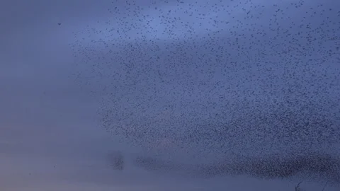 Birds flying in large flock on migration murmuration in the sky 4K Video stock 286708476