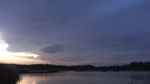 Birds flying in large flock on migration murmuration in the sky 4K Video stock 286709226