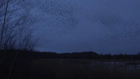 Birds flying in large flock on migration murmuration in the sky 4K Video stock 286710422