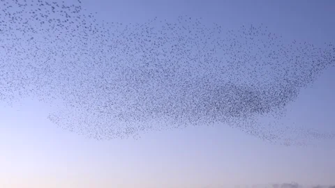 Birds flying in large flock on migration murmuration in the sky 4K 스톡 동영상 286713121