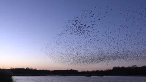 Birds flying in large flock on migration murmuration in the sky 4K Stockbeeldmateriaal 286715844