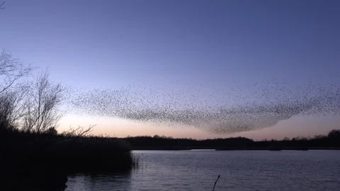 Birds flying in large flock on migration murmuration in the sky 4K Video stock 286716533