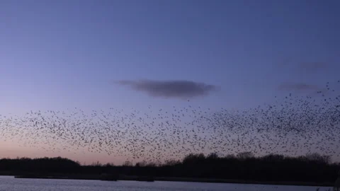Birds flying in large flock on migration murmuration in the sky 4K Stockbeeldmateriaal 286716914