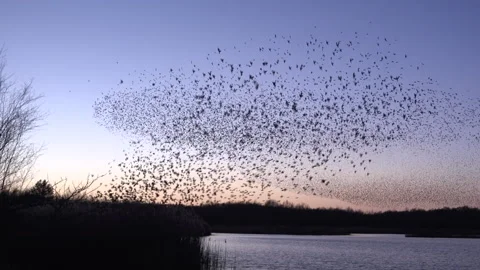 Birds flying in large flock on migration murmuration in the sky 4K Video stock 286718092