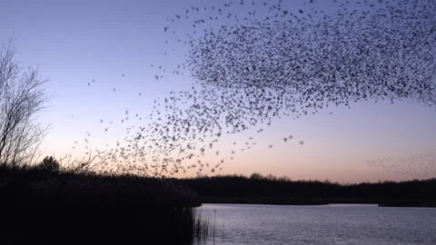 Birds flying in large flock on migration murmuration in the sky 4K Video stock 286719759