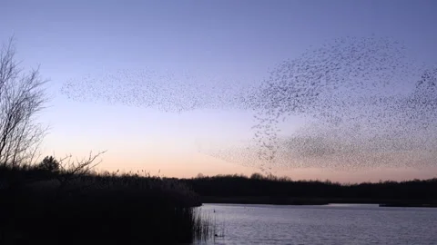 Birds flying in large flock on migration murmuration in the sky 4K Видео 286720215