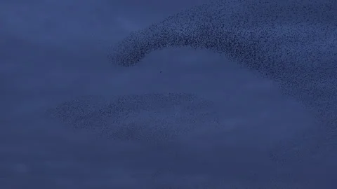 Birds flying in large flock on migration murmuration in the sky 4K Stock-Footage 286731924