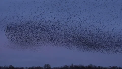 Birds flying in large flock on migration murmuration in the sky 4K Vidéo 286732942