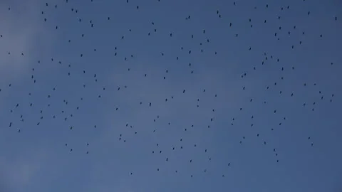 Birds flying in large flock on migration murmuration in the sky 4K Stockbeeldmateriaal 317129254
