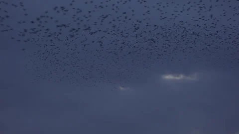 Birds flying in large flock on migration murmuration in the sky 4K Vidéo 317130273