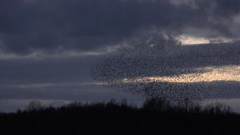 Birds flying in large flock on migration murmuration in the sky 4K Vidéo 317130758
