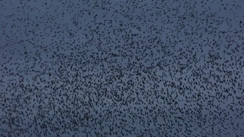 Birds flying in large flock on migration murmuration in the sky 4K Vidéo 317130869