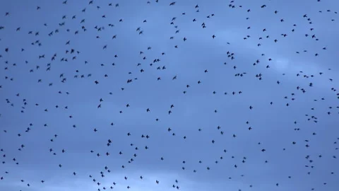 Birds flying in large flock on migration murmuration in the sky 4K Vidéo 317131180