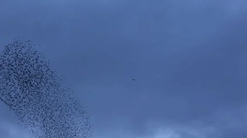 Birds flying in large flock on migration murmuration in the sky 4K Vidéo 317131205