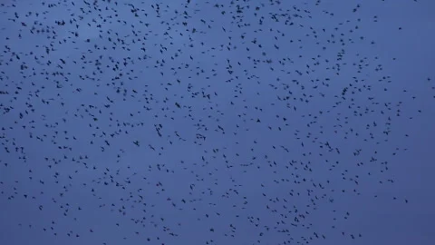 Birds flying in large flock on migration murmuration in the sky 4K Vidéo 317131365