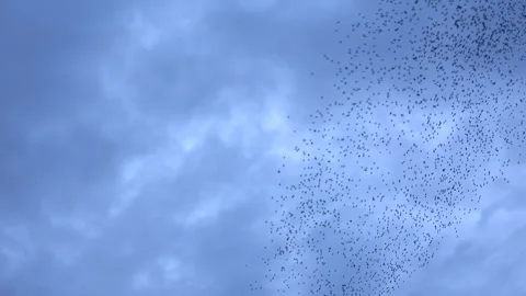 Birds flying in large flock on migration murmuration in the sky 4K Vidéo 317131389