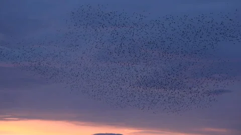 Birds flying in large flock on migration murmuration in the sky 4K Vidéo 317131763