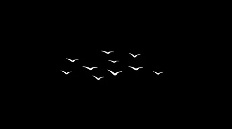 Birds Flying Loop 3 Stock-Footage 5502615