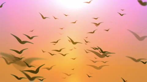 Birds Flying Loop 4 Stock-Footage 5502613