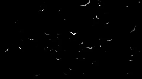 Birds Flying Loop Stock-Footage 5502499