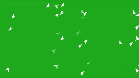 Birds Flying in Mesmerizing Mirrored Effect – Symmetrical Motion Stock Footage 302902030