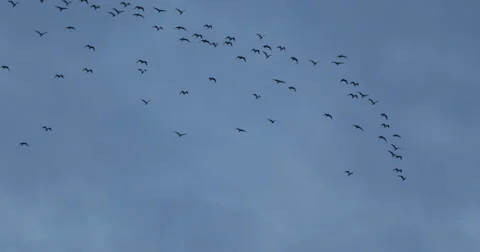 Birds Flying Migrate Flock Large Group Formation Crows Pack Flight Migration Fly Stock Footage 43817440