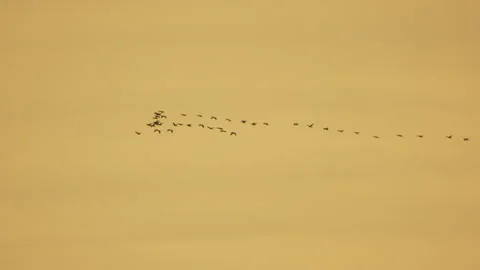 Birds, flying, migration a flock of geese in V-formation across a golden sky Stock Footage 318445180