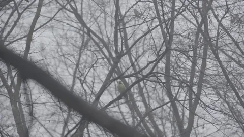 Birds flying near trees on a foggy day Stock Footage