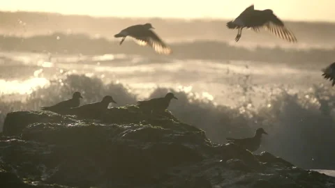 Birds flying on the ocean Stock Footage 236349220