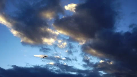 Birds flying over blue sunset sky with cumulus clouds. Slow motion Stock Footage 270309719