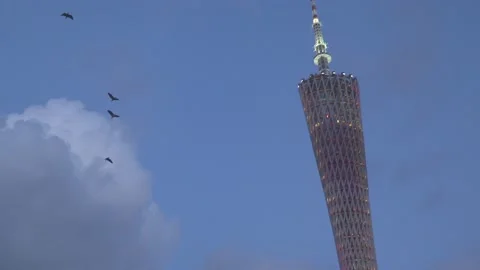 Birds flying over Canton Tower Stock Footage 159193342