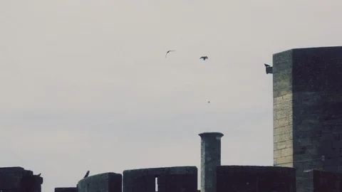 Birds flying over city Stock Footage 101651082